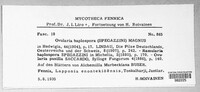Ovularia haplospora image